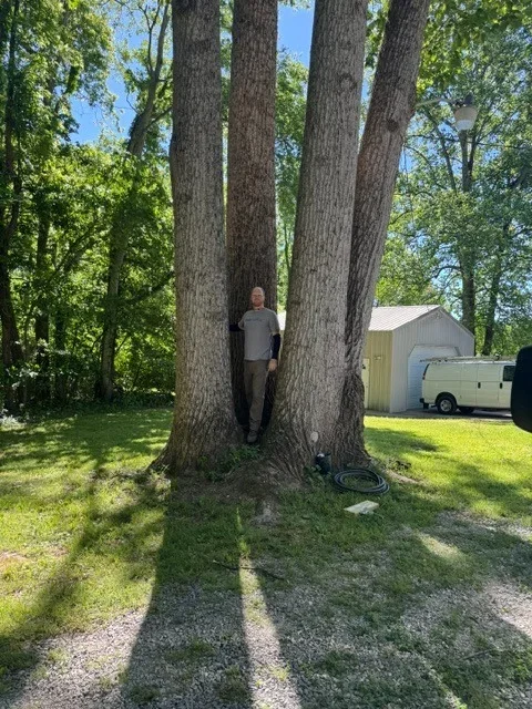 Arborist standing between large multi-trunk trees with equipment staged nearby on residential property