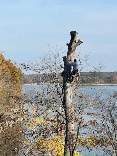 Arborist removing large dead branch from tall tree using rope and cutting equipment